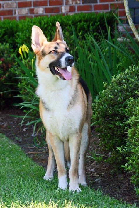 Panda German Shepherd, Dalmatian Puppy, Cheap Dogs, Yorkshire Terrier Puppies, Types Of Dogs, Shepherd Puppies, German Shepherd Puppies, German Shepherds, German Shepherd Dogs