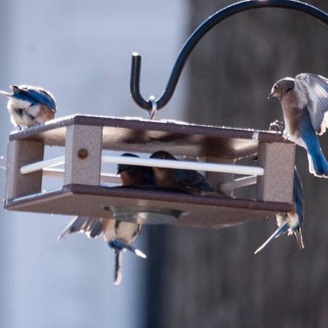 New Bluebird Feeder Has Been Around for Years - The Birdhouse Chick Platform Bird Feeder Diy, Bluebird Feeder, Hummingbird Nectar Recipe, Bird Feeder Gift, Bird Feeder Station, Bird House Plans Free, Unique Bird Feeders, Backyard Birds Sanctuary, Bird Feeder Plans