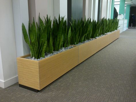 Floor troughs with Sansevieria bring high density planting to a narrow corridor space Corridor Plants, Indoor Plants Pet Friendly, Indoor Plants Bathroom, Plant Troughs, Rectangle Planters, Minimalist Garden, Hanging Plant Wall, Plant Stand Indoor, Office Plants