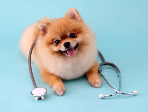 Dog Illnesses, Dog Wellness, Dog Needs, Oils For Dogs, Pet Vet, Pet Supplements, Health And Happiness, Pomeranian Dog, Dog Behavior