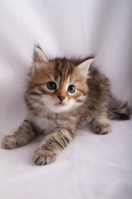 Brown Tabby Kitten | ... Siberians: Fe's Kitten - Brown Mackerel Tabby Girl "Little Tiger Brown Tabby Kitten, Brown Tabby, Adorable Kittens, Persian Kittens, Tabby Kitten, Curious Cat, Baby Kittens, Cat Behavior, Kitty Kitty