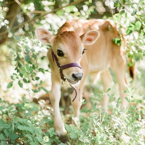 Milking Cows, Hand Milking Cows, Milking Stanchion Cows, Family Milk Cow, Dairy Cow Homestead, Mastitis In Dairy Cow, Jersey Cattle, Homesteading Diy, Jersey Cow