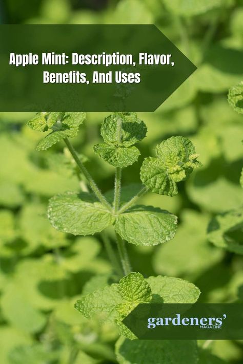 Apple Mint: Description, Flavor, Benefits, And Uses Mint Plant Uses, Mint Benefits, Mint Plant, Apple Mint, Mint Plants, The Enchantments, Garden Guide, Planting Vegetables, Flower Farm