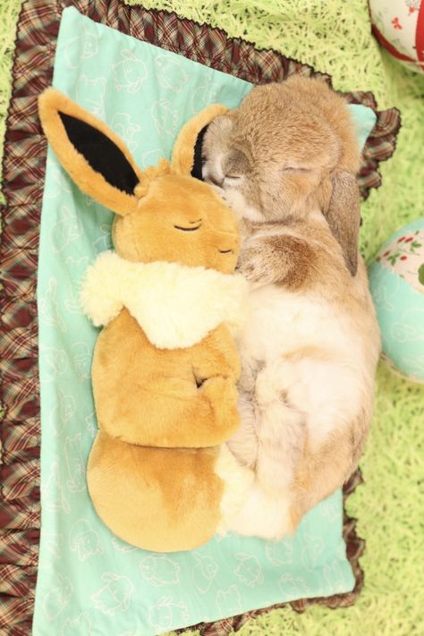 Pet Bunny Rabbits, Cute Bunny Pictures, Bunny Mom, Pet Bunny, Bunny Pictures, Pet Rabbit, Funny Bunnies, Comfy Bed