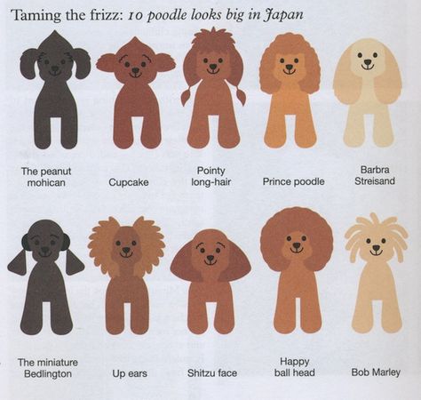 Japanese Grooming - Imgur Toy Poodle Haircut, Parti Poodle, Poodle Hair, Dog Grooming Styles, Poodle Haircut, Poodle Cuts, Creative Grooming, Tea Cup Poodle, Poodle Grooming