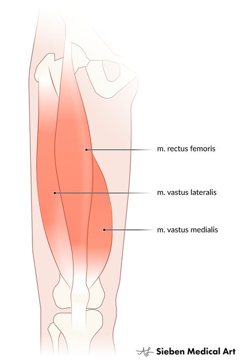 Quad Muscle, Vastus Medialis, Rectus Femoris, Quadriceps Femoris, Anatomical Illustration, Quad Muscles, Learning Development, Medical Student Study, Medical Art