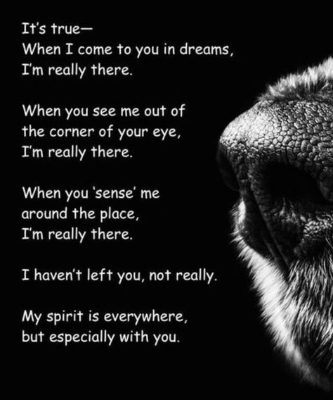 Dog Heaven Quotes, Miss My Dog, Dog Poems, Dog Quotes Love, Dog Heaven, Pet Remembrance, Losing A Pet, Pet Loss, Animal Quotes