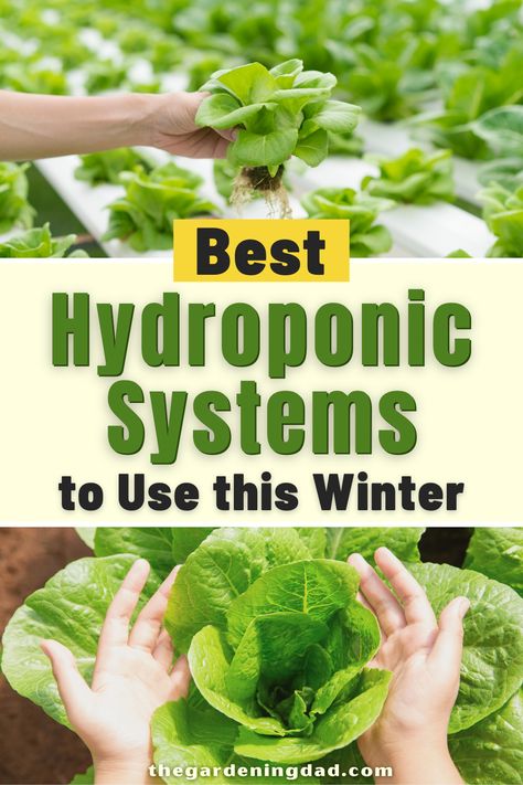 Aeroponic Potatoes, Lettuce Farm, Zombie Plants, Homemade Hydroponics, Hydroponic Gardening Diy, Hydroponic Herb Garden, Hydro Gardening, Hydroponic Lettuce, Hydroponics Gardening