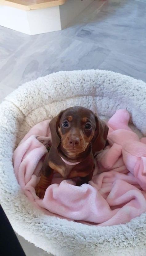 Aesthetic Sausage Dog, Wiener Dog Outfits, Cute Sausage Dogs, Sausage Dog Aesthetic, Weiner Dog Aesthetic, Weiner Dog Puppies, Short Haired Dachshund, Wholesome Dog, Sausage Dog Puppy