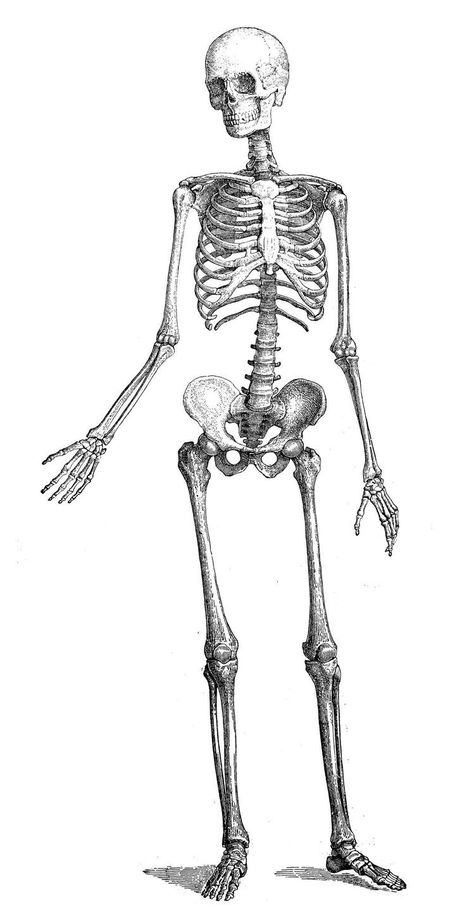 Human Skeleton Anatomy, Skeleton Body, Skeleton Anatomy, Human Body Drawing, Skeleton Drawings, Skeleton Illustration, Skeleton Tattoos, Human Skeleton, Human Anatomy Art