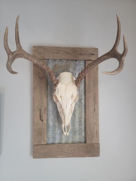 Whitetail European Mount Ideas, Skull Mount Ideas, European Mount Ideas, European Skull Mount, Deer Skull Mount, Euro Mounts, Deer Heads Mount, Whitetail Deer Pictures, Hunting Ideas