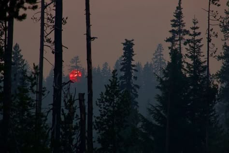 Crater Lake Oregon, Crater Lake, Red Sun, Pine Trees, Nature Aesthetic, Pretty Places, Toronto Canada, Aspen, The Forest