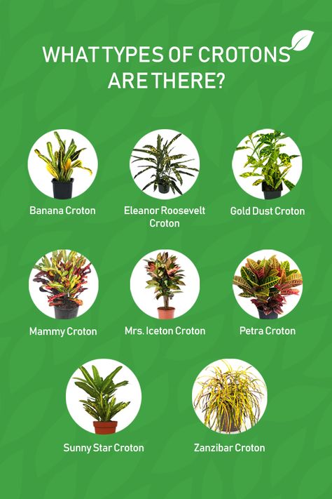 Croton Plant Care 101 | Bee Green Pest Control Crotons Plants, Croton Plant Care, Flower Planting Guide, Croton Plant, Indoor Plant Care, Sun Plants, Home Landscaping, House Plant Care, Colorful Plants