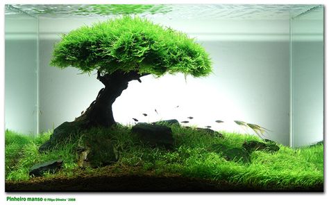 This is a fish tank. Want. Aquatic Pets, Amazing Aquariums, Cool Fish Tanks, Nature Aquarium, Aquascape Aquarium, Cool Fish, Aquarium Design, Fish Tanks, Aquascaping