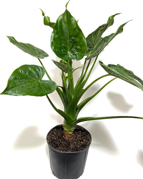 Eureka Farms Heart Leaf Philodendron, Live House Plants, Plant Party, Rustic Planters, Pothos Plant, Pink Plant, Peace Lily, Office Plants, Elephant Ears