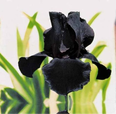 Study in Black Iris Black Plants, German Study, Goth Garden, White Flower Farm, Black Garden, Black Iris, Bearded Iris, Iris Flowers, Black Flowers