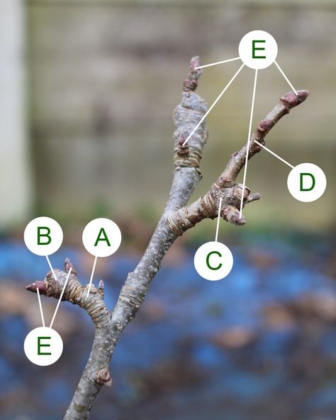 Winter Pruning Cordon Apple Trees, 'Short Spur' Method | Orchard Notes Cordon Fruit Trees, Apple Tree Pruning, Apple Tree Care, Pruning Apple Trees, Urban Permaculture, Tree Buds, Berry Patch, Farming Life, Apple Orchards