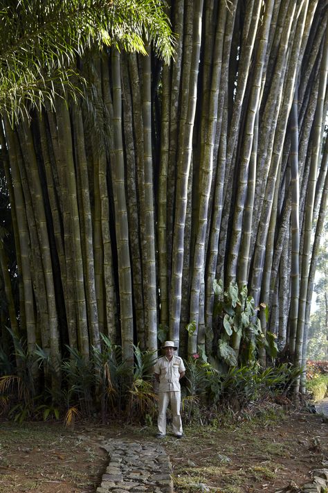 Bamboo Landscape, Giant Bamboo, Big Bamboo, Bamboo Species, Weird Trees, Bamboo Trees, Bamboo Architecture, Ceylon Tea, Bamboo Art