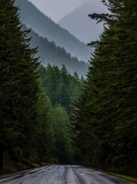 Olympic Peninsula Glowworm Caves, Dark Forest Aesthetic, Olympic Peninsula, Pretty Landscapes, The Mist, The Pacific Northwest, Beautiful Places To Travel, Travel Light, The Hills