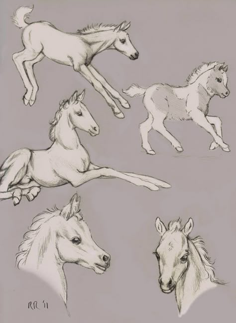 Cartoon Horse Drawing, Foal Drawing, Horse Drawing Tutorial, Horse Art Drawing, Horse Sketch, Horse Anatomy, Horse Drawing, Horse Drawings, Pony Drawing