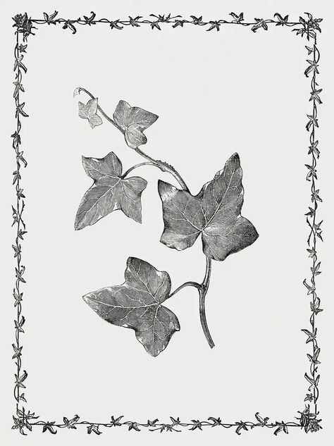 Ivy Leaf Drawing, Ivy Botanical Illustration, Ivy Illustration, Vine Illustration, Doom Poster, Nature Sleeve, Ivy Tattoo, Nouveau Illustration, Ivy Vine