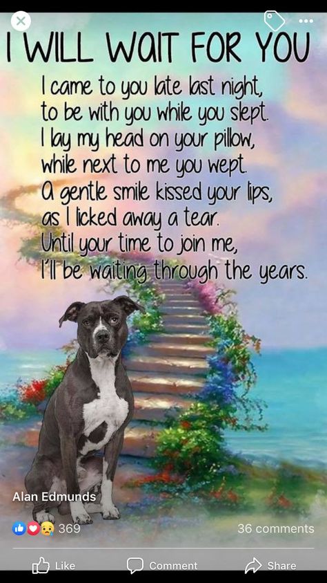 Pin by Anne Marie Lowndes on Dogs!! | Dog quotes love, Dog heaven quotes, Dog quotes Dogs Sayings, Love Dog Quotes, Dogs In Heaven, Dog Heaven Quotes, Pet Poems, Miss My Dog, Pet Quotes, Dog Poems, I Will Wait