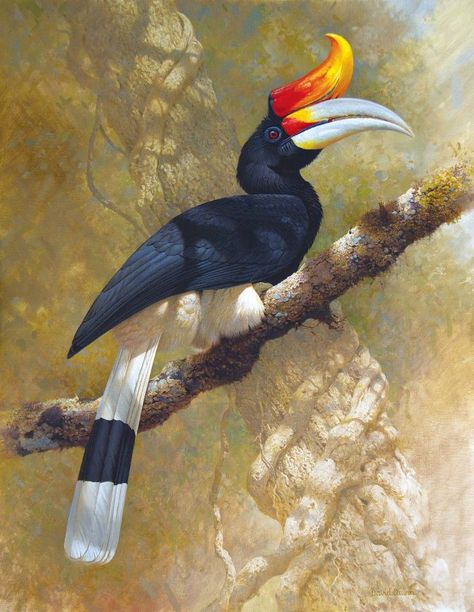 Rhinoceros Hornbill by David Quinn ( b1959) Hornbill Painting, Hornbill Illustration, David Quinn, Rhinoceros Hornbill, Lotus Sculpture, Borneo Tattoo, Watercolor Paintings Of Animals, Postage Stamp Art, Sport Art