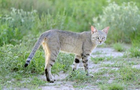 African wildcat (Felis silvestris libyca). African Wildcat, Common Horse Breeds, African Wild Cat, Black Footed Cat, Wild Cat Species, Small Wild Cats, Deer Species, Sand Cat, Rare Cats