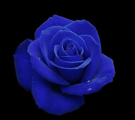 A blue rose is for the fallen police officer Rose Black Background, Rose Field, Beautiful Heart Images, Care Bear Tattoos, Rose Reference, Blue Roses Wallpaper, Beautiful Butterflies Art, Rose Fragrance, Cute Flower Wallpapers