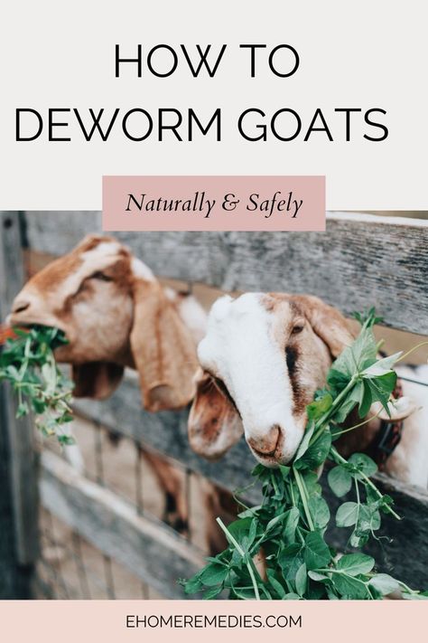 How to Deworm Goats Naturally and Safely. Deworming goats is one of the most important parts of goat care. Learn what dewormers are available, how they work, and how to deworm goats naturally and safely. How To Take Care Of Goats, Owning Goats For Beginners, Natural Goat Dewormer Recipe, Natural Dewormer For Goats, Goat Hoof Trimming Stand, Herbs For Goats, Taking Care Of Goats, Dairy Goats For Beginners, Goat Tractor Ideas