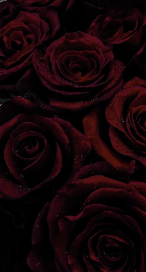 Burgundy Aesthetic, Black And Red Roses, Red Roses Wallpaper, Dark Red Roses, Dark Red Wallpaper, Aesthetic Roses, Rose Background, Rosé Aesthetic, Rose Rouge