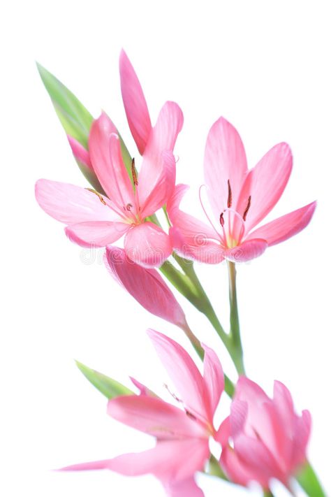 Kaffir Lily, Lily Plant, Lily Plants, Lily Bloom, Flower Care, New Blog Post, Organic Matter, Stock Photography Free, Grow Lights