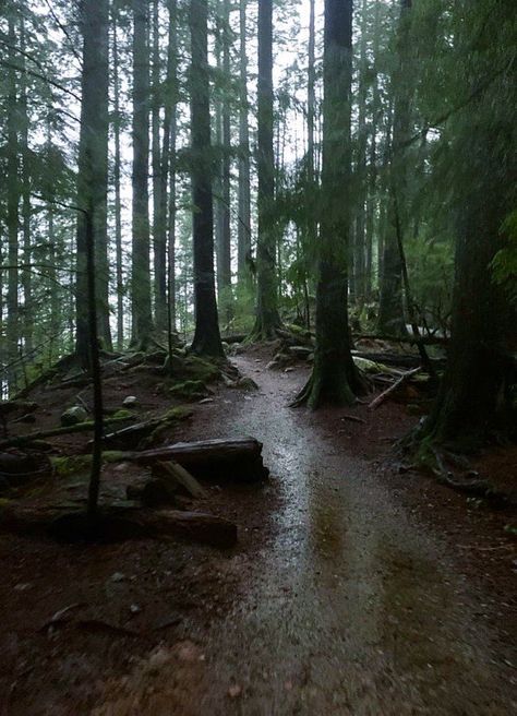 Rainy Pacific Northwest, Rain Woods Aesthetic, Rainy Vancouver Aesthetic, January Core, Rain In The Woods, Pnw Gothic, Hazel Aesthetic, Sierra Core, Rain In The Forest