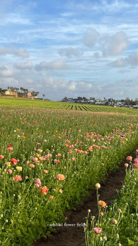 California Scenery, Spring In California, The Flower Fields Carlsbad, San Diego Flower Field, Flower Fields Carlsbad, Carlsbad California Aesthetic, Orange County Aesthetic, San Diego Aesthetic, Central Valley California