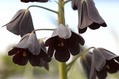 Persian Lily, Fritillaria Persica, Southern Turkey, European Garden, Lily Bulbs, Gardening Plants, Wedding Girl, Dark Flowers, Black Flowers