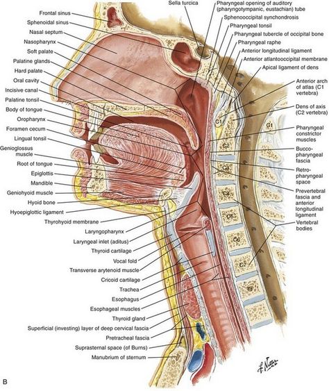 Voice Anatomy, Pharynx Anatomy, Throat Anatomy, Anatomy Education, Human Skeleton Anatomy, Basic Anatomy, Anatomy Bones, Brain Surgeon, Basic Anatomy And Physiology