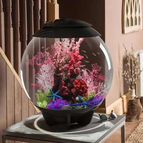 biOrb Round Aquarium Tank & Reviews | Wayfair Biorb Fish Tank, Aquarium Set, Amazing Aquariums, Cool Fish Tanks, Mini Aquarium, Tropical Aquarium, Nature Aquarium, Gallery Ideas, Beta Fish