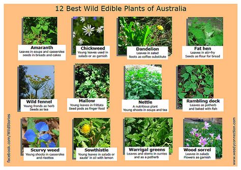 The Weedy Connection have posted a great image listing the most common edible weeds in Australia. (See the full size image.) Medicinal Weeds, Medicine Garden, Edible Weeds, Bush Tucker, Wild Food Foraging, Food Foraging, Australian Native Garden, Best Edibles, Edible Wild Plants