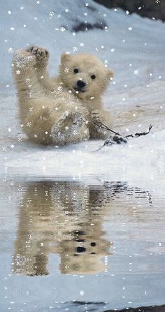 Baby Polar Bears, Playing In The Snow, Naha, Backstreet Boys, Cute Animal Pictures, Cute Creatures, Sweet Animals, Itty Bitty, Animal Planet