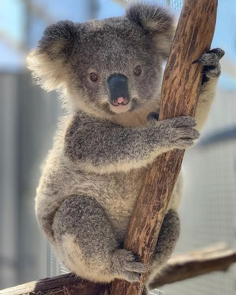 Koala Marsupial, Cute Koalas, Cute Koala Bear, The Wombats, Koala Bears, Baby Koala, Cute Koala, Animals Photos, Animal Reference