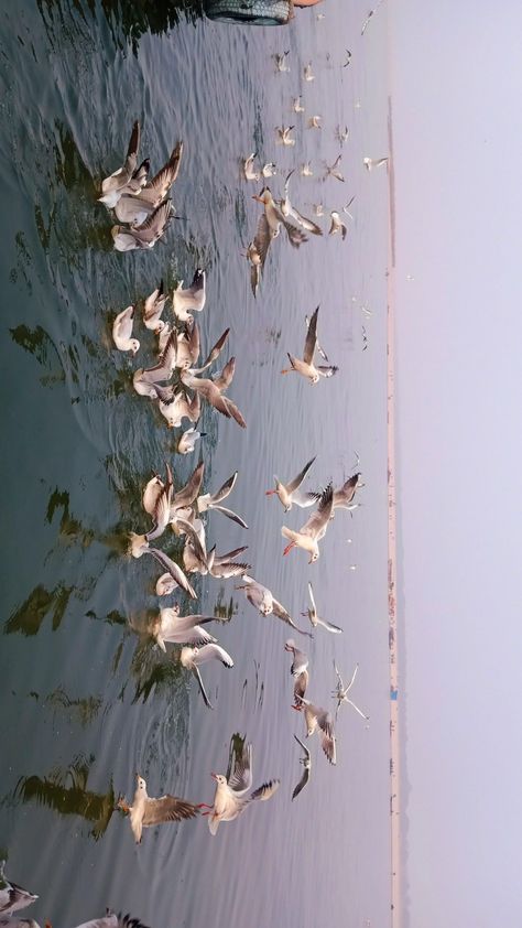 Migratory birds in Varanasi (India) during Winters. #india #varanasi #gulls Varanasi Aesthetic, Varanasi Photography Beautiful, Varanasi Photography, Ns Logo, Pool Photography, Snap Streak Ideas Easy, Floral Wallpaper Iphone, Migratory Birds, Nature Instagram