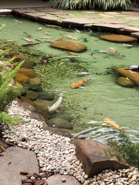 Aquarium Waterfall, Fish Ponds Backyard, Backyard Stream, Diy Ponds Backyard, Bio Pool, Koi Pond Design, Goldfish Pond, Natural Swimming Ponds, Garden Pond Design