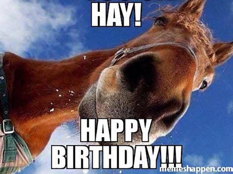 Birthday Horse, Funny Horse Memes, Horse Meme, Horse Quotes Funny, Funny Horse Pictures, Horse Jokes, Horse Riding Quotes, Funny Horses, Funny Feelings