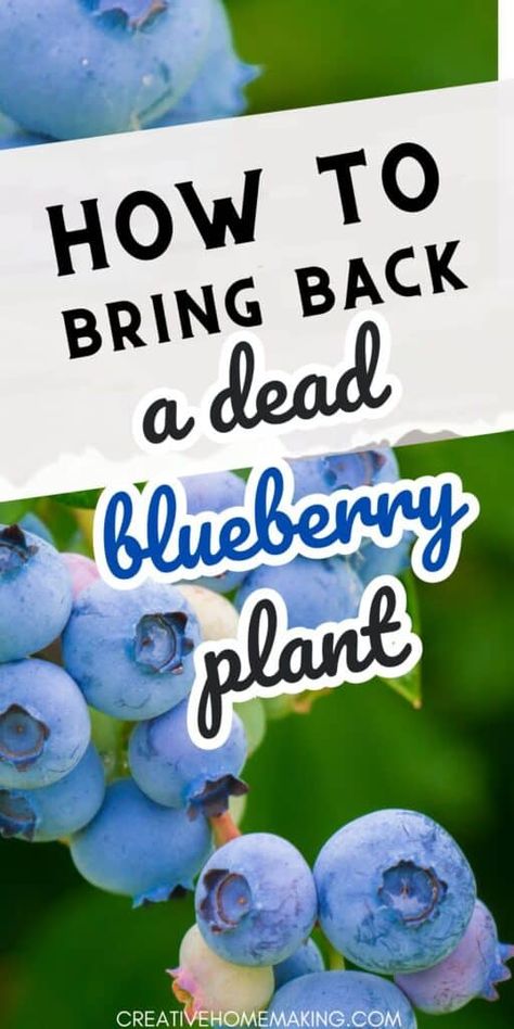 How To Propagate Blueberry Bushes, Blueberry Bushes Growing, Blueberry Plants Gardening, Blueberry Bush Care, Blueberry Growing, Growing Blueberries Bushes, Plant Tips And Tricks, Blueberries Growing, Pruning Blueberry Bushes