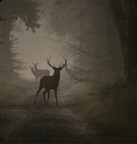 Animals In Forest Aesthetic, Dark Hunting Aesthetic, Misty Woods Aesthetic, Stag Aesthetic Dark, Deer In Forest Aesthetic, Elk Aesthetic Dark, Dark Animal Photography, Huntercore Aesthetic, Deers Aesthetics