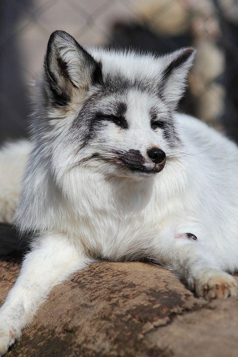 Colour morph of a silver fox (same species as red fox). In a Russian experiment to breed calmer, less aggressive foxes for the fur industry, they found the foxes not only became tamer but changed colours & were as friendly as pet dogs. When funding ceased, many of the foxes were sold as pets instead. Fuchs Baby, Real Animals, Drawing Study, Dog Anatomy, Gray Wolf, Arctic Fox, Wild Dogs, Cute Fox, Red Fox