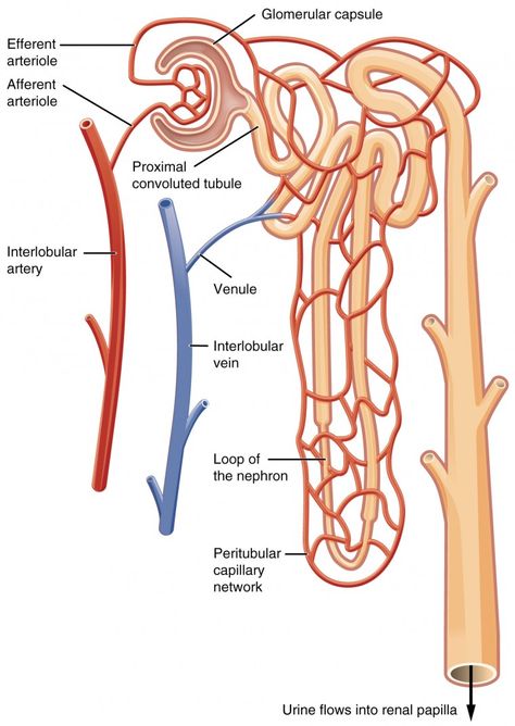 Anatomi Dan Fisiologi, Renal Physiology, Loop Of Henle, Kidney Anatomy, Adrenal Cortex, Nephrotic Syndrome, Acute Kidney Injury, Gross Anatomy, Healthy Kidneys