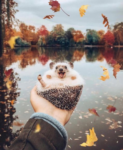 A happy hedgehog :) - 9GAG Happy Hedgehog, Don Pedro, Hedgehog Pet, Baby Hedgehog, Cute Hedgehog, Cute Animal Photos, Hedgehogs, Cute Animal Pictures, Happy Animals