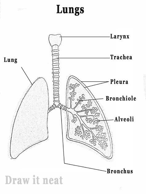 DRAW IT NEAT: How to draw Lungs diagram Draw Lungs, Lungs Diagram, Lungs Drawing, Biology Drawing, Biology Diagrams, Science Diagrams, Science Drawing, Lung Anatomy, Study Biology