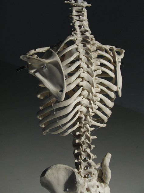 Human rib cage, 3/4 back view Ribs Human Skeleton, Rip Cage Anatomy, Rib Cage Back View, Ribcage Back View, Human Rib Cage Anatomy, Skeleton Hunched Over, Rib Cage Side View, Skeleton 3/4 View, Animal Ribcage